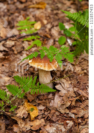 Boletus mushroom in the wild. Porcini mushroom grows on the forest floor at autumn season.. Boletus mushroom in the wild. Porcini mushroom grows on the forest floor at autumn season.. 111857453