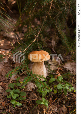 Porcini mushroom growing in pine tree forest at autumn season.. 111857456