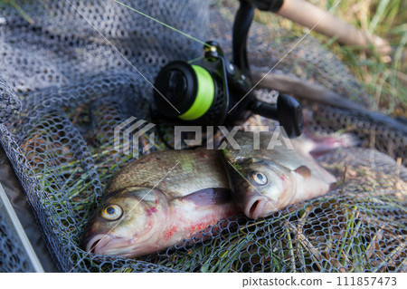 Two big freshwater common bream commonly known as Abramis Brama and fishing rod with reel on black fishing net.. Two big freshwater common bream commonly known as Abramis Brama and fishing rod with reel on black fishing net.. 111857473