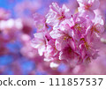 河津櫻花花瓣 河津櫻花花瓣 111857537
