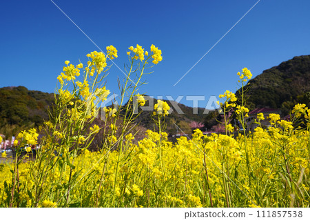 伊豆的春天 111857538