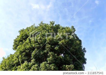 初春初參神器大社，山毛 111857541