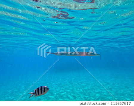 Garfish or Needlefish (Tylosurus crocodilus) at coral reef.. 111857617
