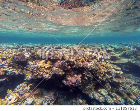 Underwater life of reef with corals and tropical fish. Coral Reef at the Red Sea, Egypt. 111857618