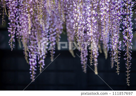 紫藤花 紫藤花 111857697