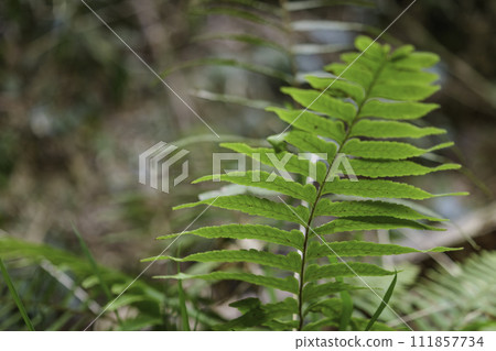 Fern green leaf background, bamboo forest 111857734
