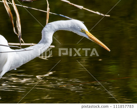 Daisies of waterside Daisies of waterside 111857783