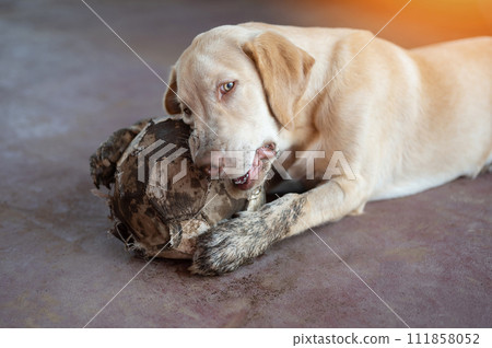 Playful labrador dog with ball 111858052