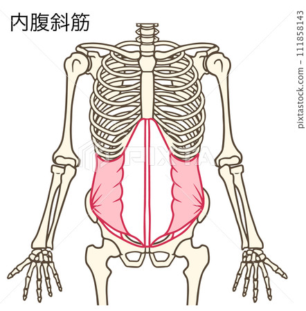 internal oblique muscle 111858143
