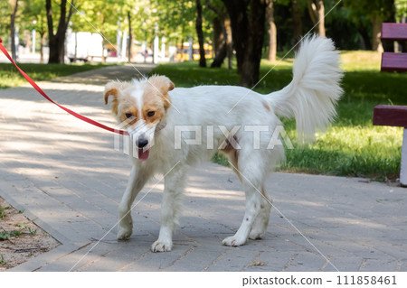 White fluffy dog on a background of flowers 111858461