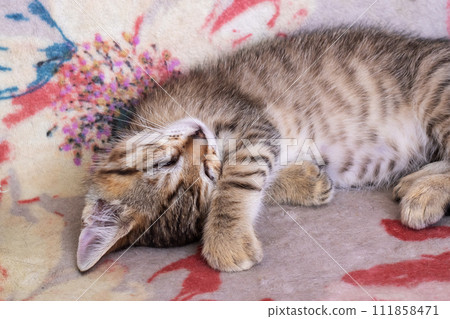 Little tabby kitten sleeping at home closeup Little tabby kitten sleeping at home closeup 111858471