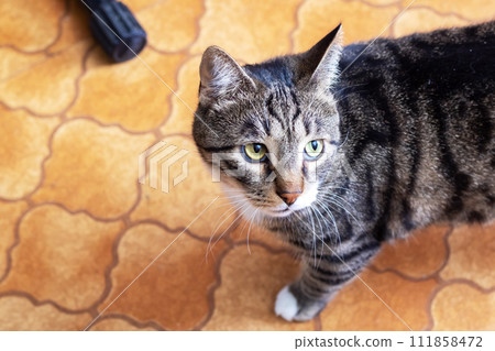 Gray kitten with a curious look closeup Gray kitten with a curious look closeup 111858472