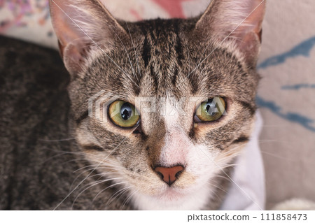 Gray kitten with a curious look closeup Gray kitten with a curious look closeup 111858473