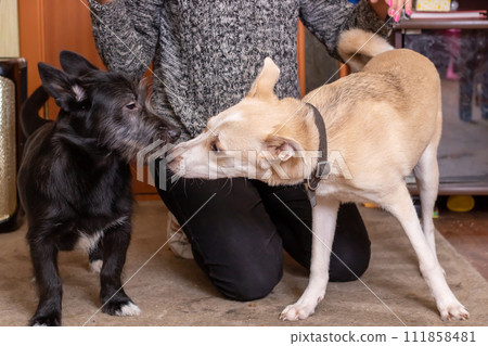 Two dogs playing at home close up Two dogs playing at home close up 111858481