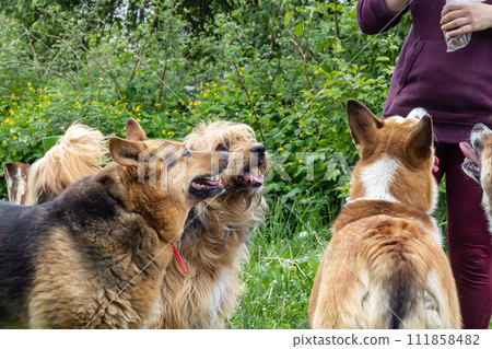 Big dogs meet in the garden closeup Big dogs meet in the garden closeup 111858482