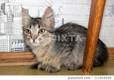 One small tabby gray kitten, close-up portrait 111858500