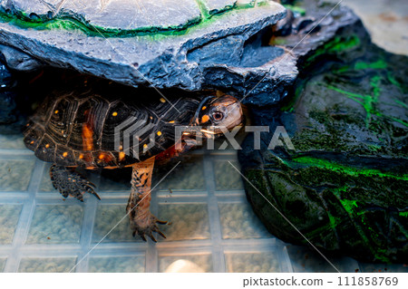 A brown sea turtle peeking out from the water A brown sea turtle peeking out from the water 111858769