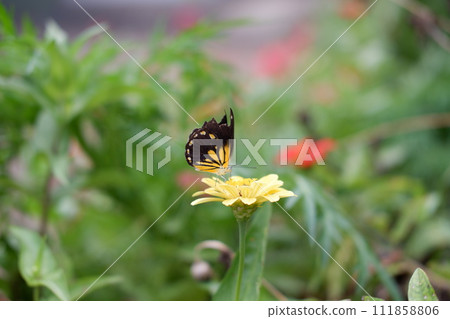 a butterfly clings to a pretty flower a butterfly clings to a pretty flower 111858806