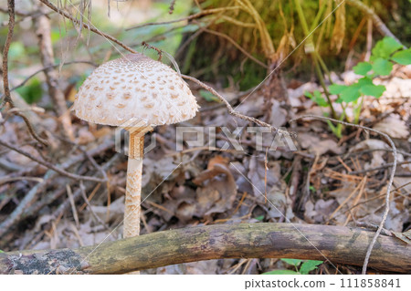 Macrolepiota procera. Season of mushrooms in forest. Nature of autumn forest. Collect of forest mushrooms. Sunny day. 111858841