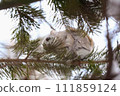 Ezo flying squirrel in Shiretoko 111859124