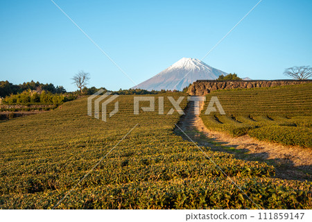 Beautiful collaborative landscape of Mt. Fuji and tea plantations 111859147