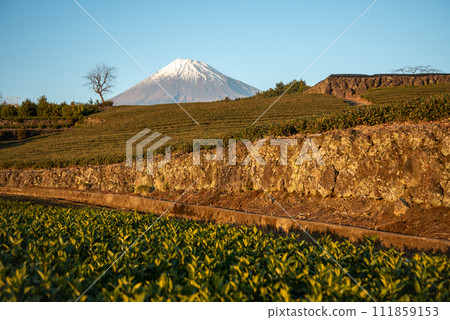 Beautiful collaborative landscape of Mt. Fuji and tea plantations Beautiful collaborative landscape of Mt. Fuji and tea plantations 111859153