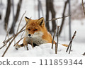 Kita fox in the snow 111859344