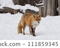 red fox walking in the snow 111859345