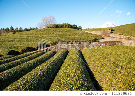 Beautiful scenery of a tea plantation in Shizuoka Prefecture 111859685