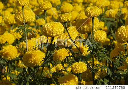 Marigold flowers in the garden. Marigold is a genus of flowering plants  111859760