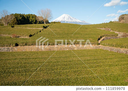 富士山與茶園的美麗協作景觀 富士山與茶園的美麗協作景觀 111859978