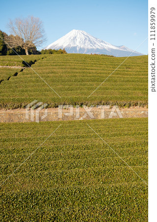 富士山與茶園的美麗協作景觀 富士山與茶園的美麗協作景觀 111859979