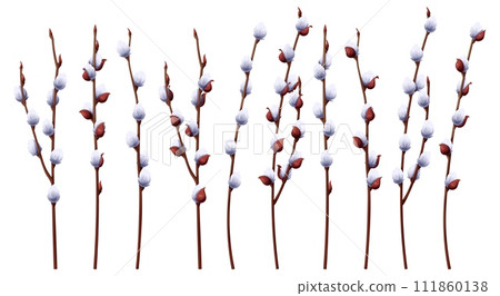 Set of pussy willow branches on an isolated background. Vector illustration for the design of cards, posters, flyers for Easter. Spring time. 111860138