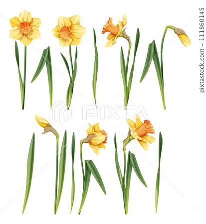 Set of daffodil on an isolated background in cartoon style. Spring yellow flower for Easter. Beautiful narcissus flower. Vector floral illustration. Set of daffodil on an isolated background in cartoon style. Spring yellow flower for Easter. Beautiful narcissus flower. Vector floral illustration. 111860145