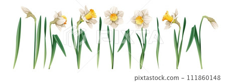 Set of daffodil on an isolated background in cartoon style. Spring white flower for Easter. Beautiful narcissus flower. Vector floral illustration. Set of daffodil on an isolated background in cartoon style. Spring white flower for Easter. Beautiful narcissus flower. Vector floral illustration. 111860148
