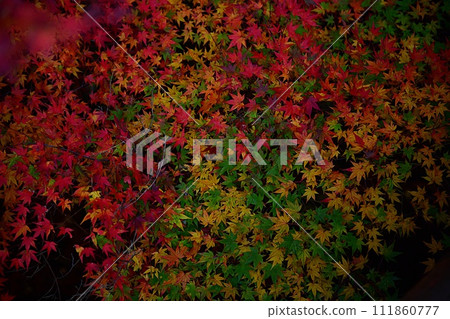 秋天的色彩變幻~奈良的紅葉~ 秋天的色彩變幻~奈良的紅葉~ 111860777