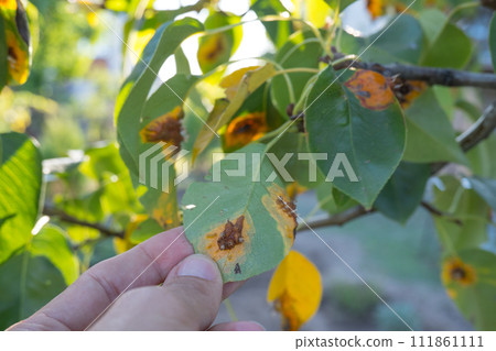 Pear leaf infected with gymnosporangium sabinae rust and Septoria Leaf Spot Septoria aegopodii. Man gardener hand hold Pear leaf infected with gymnosporangium sabinae rust and Septoria Leaf Spot Septoria aegopodii. Man gardener hand hold 111861111