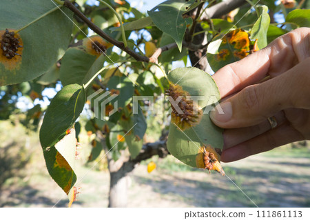 Pear leaf infected with gymnosporangium sabinae rust and Septoria Leaf Spot Septoria aegopodii. Man gardener hand hold 111861113