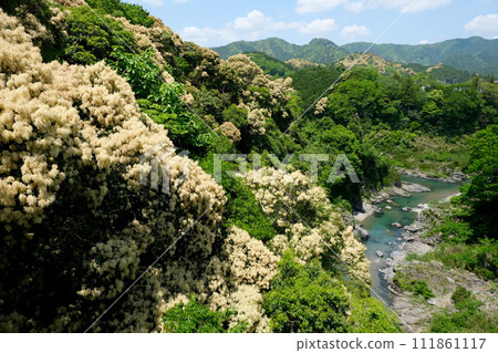 Sugago, Odai-machi, Taki-gun, Mie Prefecture_North side view from Takimi Bridge 4_May 2023 Sugago, Odai-machi, Taki-gun, Mie Prefecture_North side view from Takimi Bridge 4_May 2023 111861117