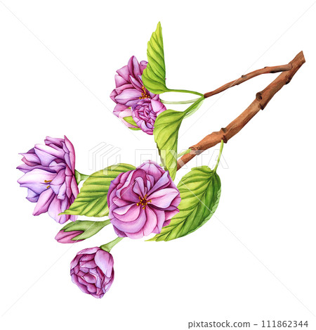 Pink Japanese Sakura blossom branch. Watercolor botanical illustration flowers in spring. Hand-drawn flower buds, petals and leaves of cherry blossoms on white background 111862344