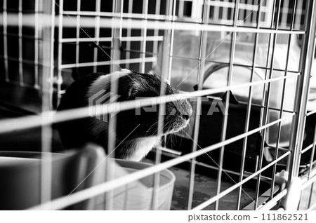 Captivitys Contrast: An Ebon and Ivory Feline Ponders Imprisonment 111862521