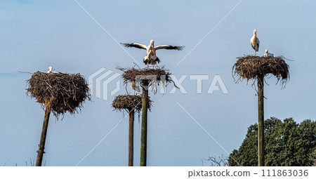 White storks, Ciconia ciconia, mating at Los Barruecos, Malpartida de Caceres, Extremadura, Spain. White storks, Ciconia ciconia, mating at Los Barruecos, Malpartida de Caceres, Extremadura, Spain. 111863036
