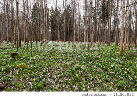 Lovely white and wild Snowflake Leucojum vernum Flowers in a german forest. 111863038