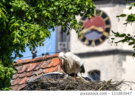 European white Stork, Ciconia ciconia with small babies on the nest in Oettingen, Swabia, Bavaria, Germany, Europe 111863047