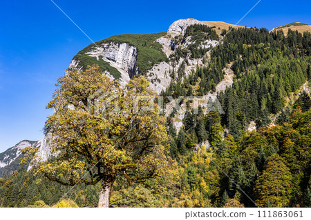 maple trees at Ahornboden, Karwendel mountains, Tyrol, Austria maple trees at Ahornboden, Karwendel mountains, Tyrol, Austria 111863061