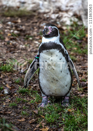Humboldt Penguin, Spheniscus humboldti in a park 111863063