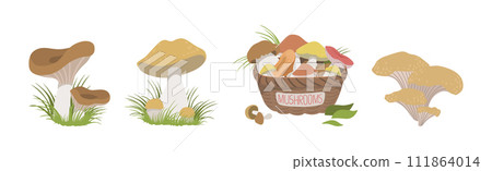 Forest Mushroom with Stem and Cap Growing in Grass Vector Set Forest Mushroom with Stem and Cap Growing in Grass Vector Set 111864014