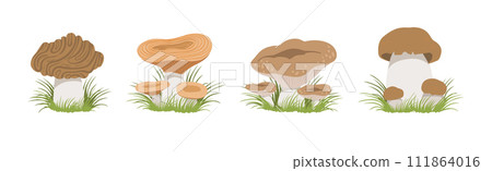 Forest Mushroom with Stem and Cap Growing in Grass Vector Set Forest Mushroom with Stem and Cap Growing in Grass Vector Set 111864016