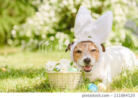 Funny dog with Easter bunny ears, dyed Easter eggs in grass and white flowers in basket Funny dog with Easter bunny ears, dyed Easter eggs in grass and white flowers in basket 111864120
