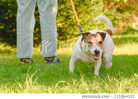 How to stop your dog pulling on the leash. Dog pulls owner on lead needs walking training 111864125